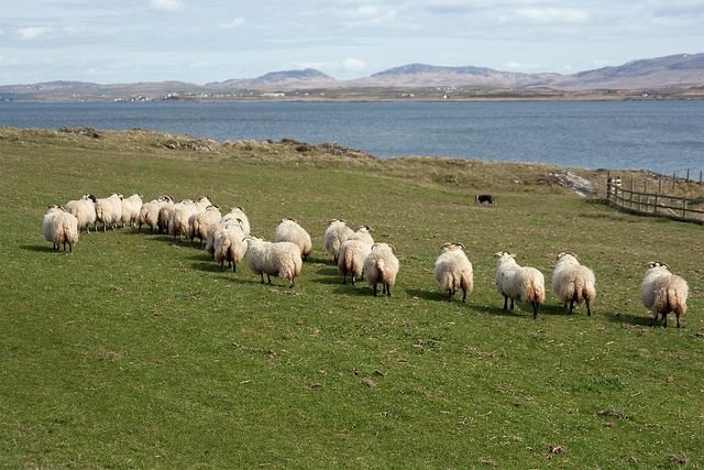 Ganaderos de la sierra reportan buena temporada de pastizales tras las lluvias